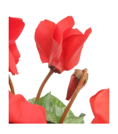 Cyclamen artificiel rouge
