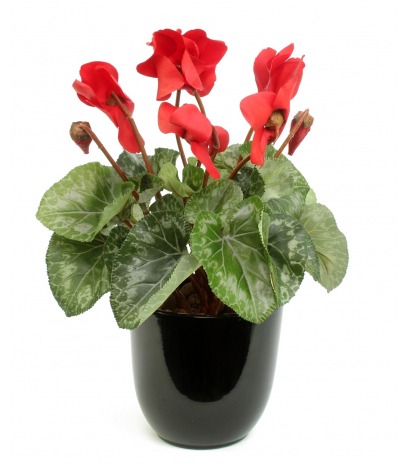 Cyclamen artificiel rouge