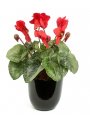 Cyclamen artificiel rouge