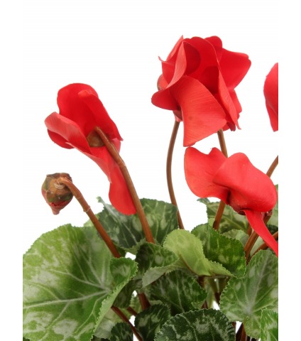 Cyclamen artificiel rouge