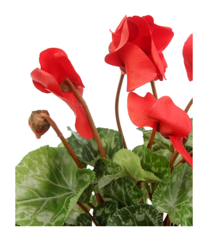 Cyclamen artificiel rouge