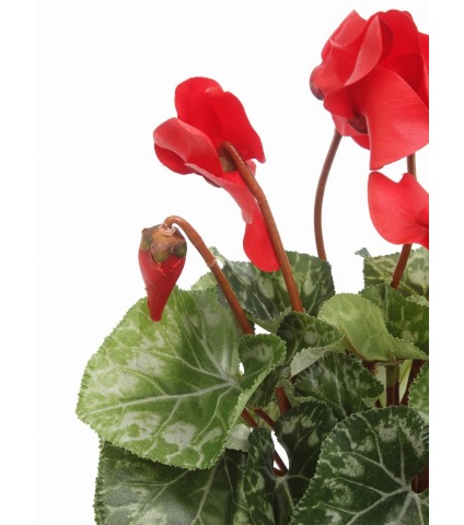 Cyclamen artificiel rouge