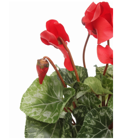 Cyclamen artificiel rouge