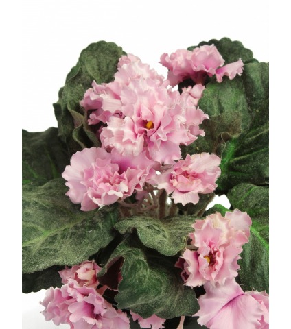 Saintpaulia artificiel