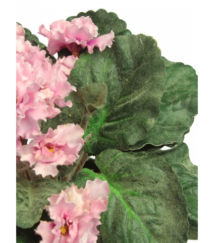 Saintpaulia artificiel