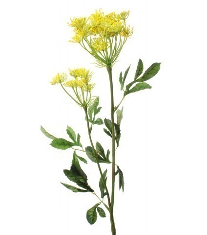 Ammi majus jaune artificiel