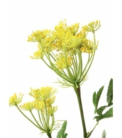 Ammi majus jaune artificiel