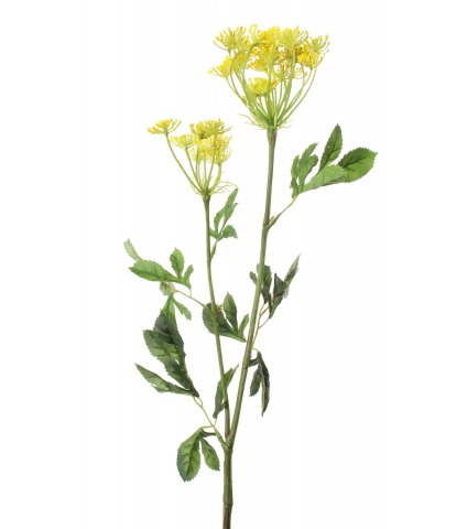 Ammi majus jaune artificiel