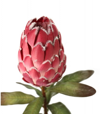 Protea artificielle