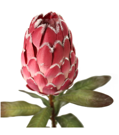 Protea artificielle