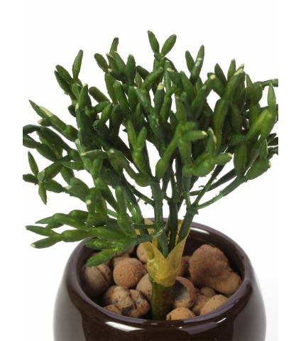 Rhipsalis artificiel