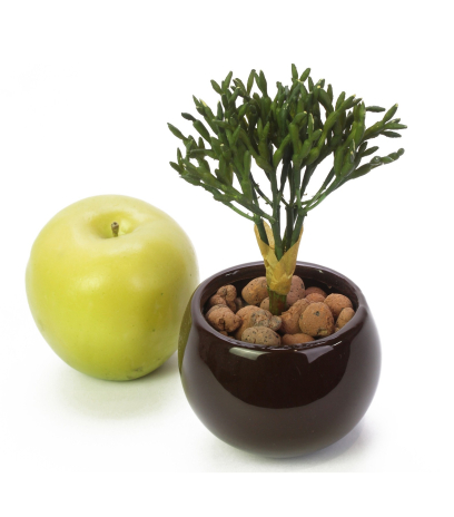Rhipsalis artificiel