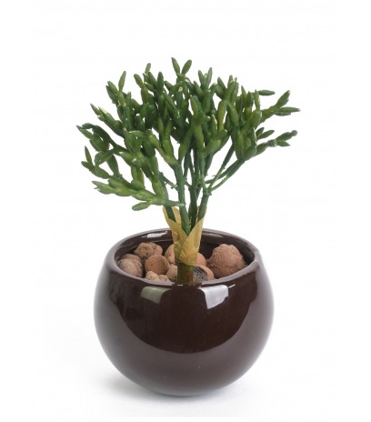 Rhipsalis artificiel