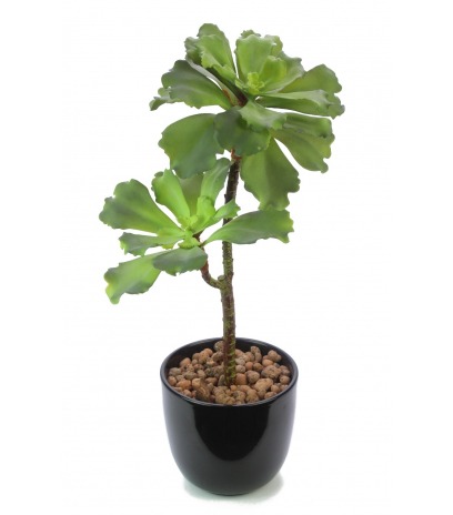 Succulente artificielle verte