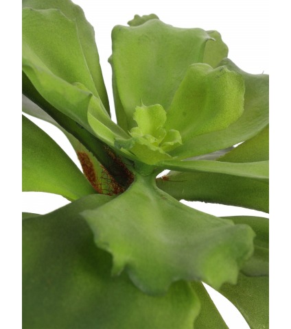 Succulente artificielle verte