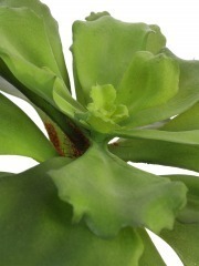 Succulente artificielle verte