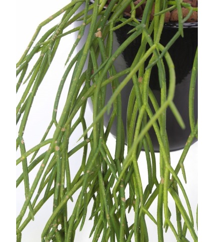 Chute de rhipsalis artificielle