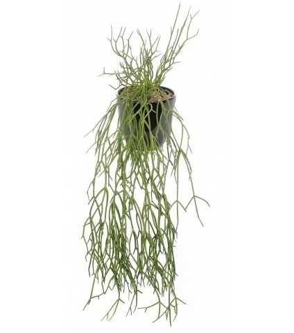 Chute de rhipsalis artificielle
