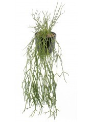Chute de rhipsalis artificielle