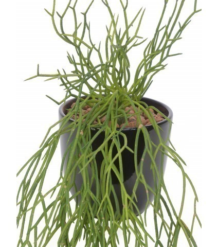 Chute de rhipsalis artificielle