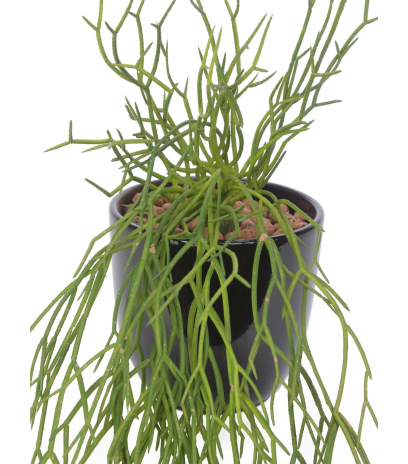 Chute de rhipsalis artificielle
