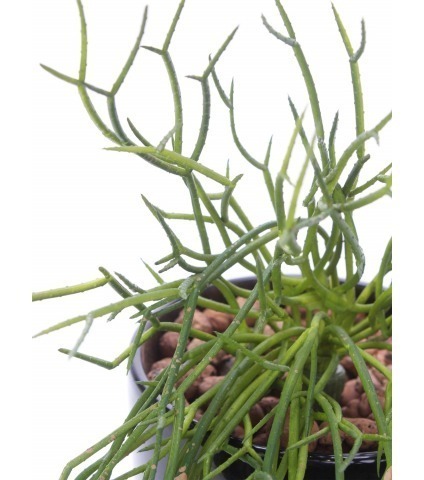 Chute de rhipsalis artificielle