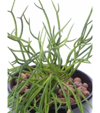 Chute de rhipsalis artificielle