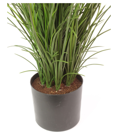 Grande herbe en pot