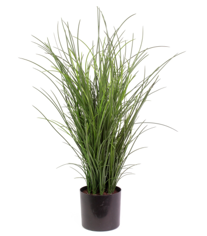 Grande herbe en pot