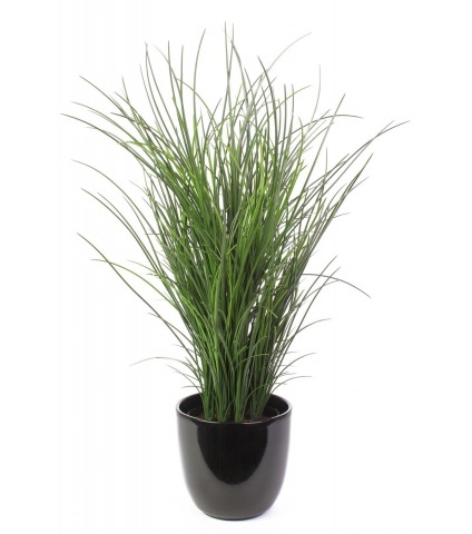 Grande herbe en pot