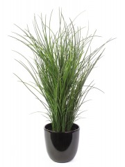 Grande herbe en pot