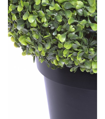 Boule de buis arborescens