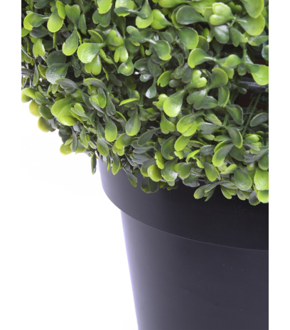 Boule de buis arborescens