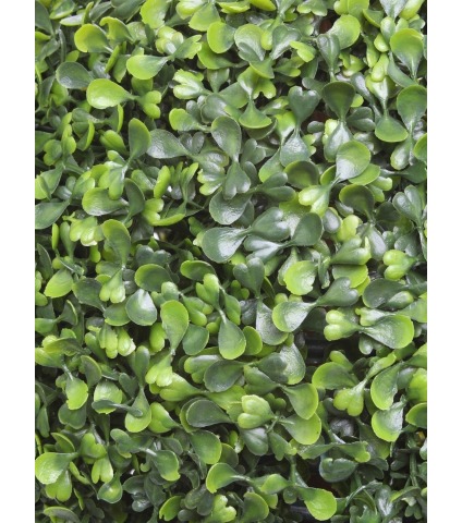 Boule de buis arborescens