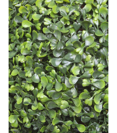 Boule de buis arborescens