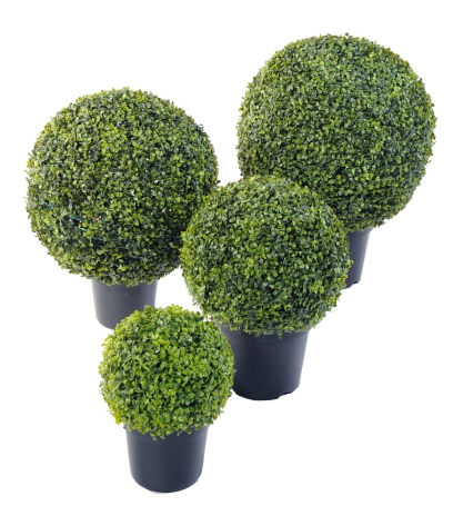 Boule de buis arborescens