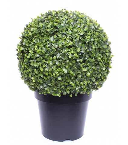 Boule de buis arborescens