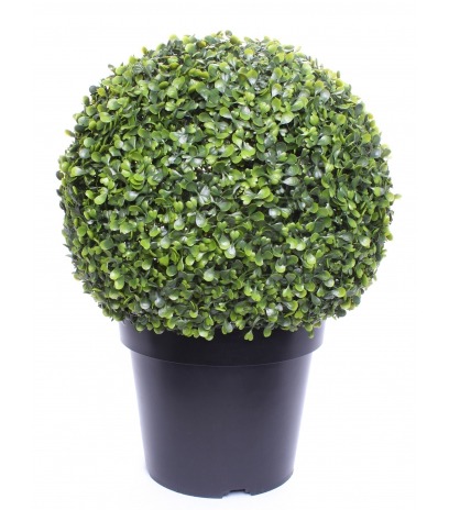 Boule de buis arborescens