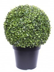 Boule de buis arborescens