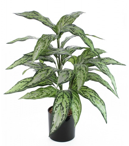 Aglaonème artificiel