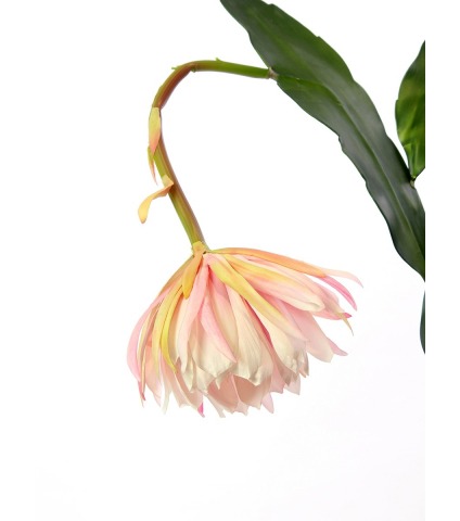 Tubéreuse artificielle