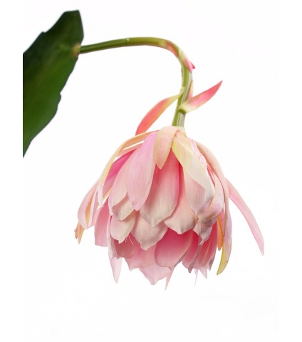 Tubéreuse artificielle