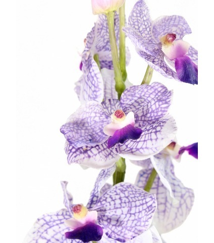 Vanda artificielle parme