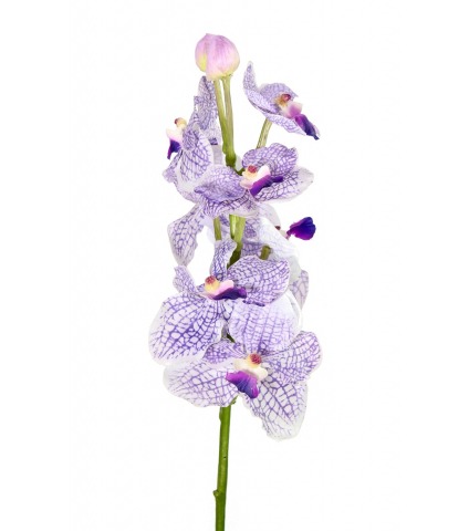 Vanda artificielle parme