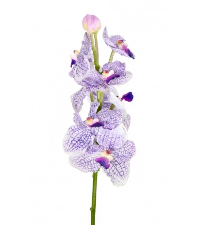 Vanda artificielle parme