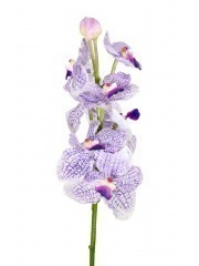 Vanda artificielle parme