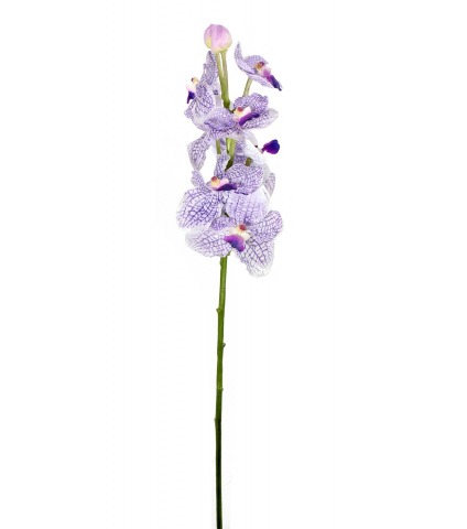 Vanda artificielle parme