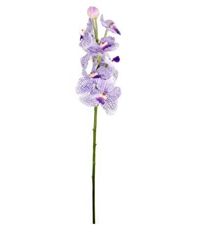 Vanda artificielle parme