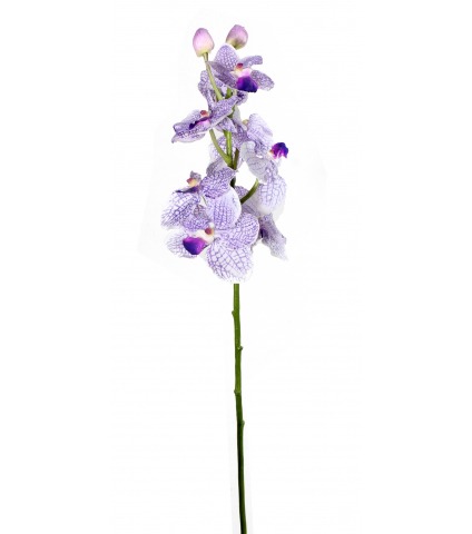 Vanda artificielle parme