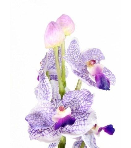 Vanda artificielle parme